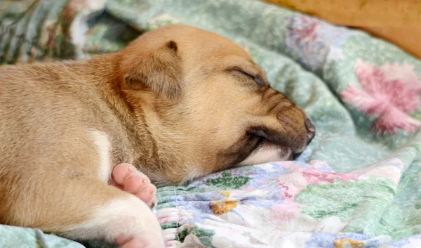 Cute amstaff pyppy slapen — Stockfoto