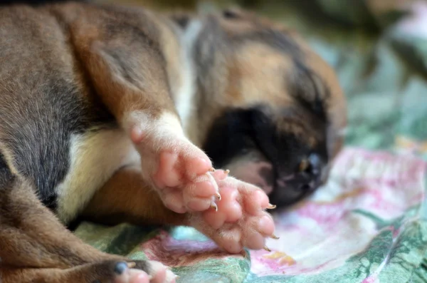 Cute amstaff pyppy slapen — Stockfoto