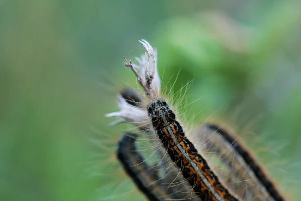 Caterpillar ona hoja de planta verde — Foto de Stock