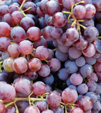 Olgun kırmızı üzüm 