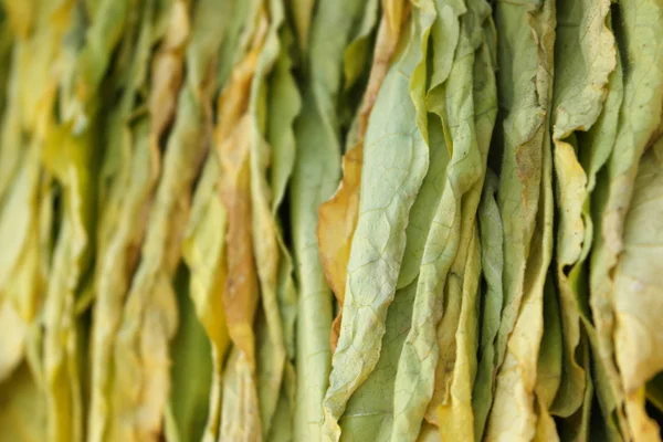 Dry tobacco leaves — Stock Photo, Image