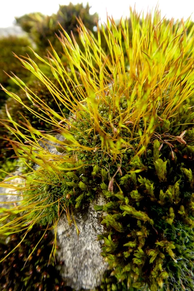 Moss, Macro — стоковое фото