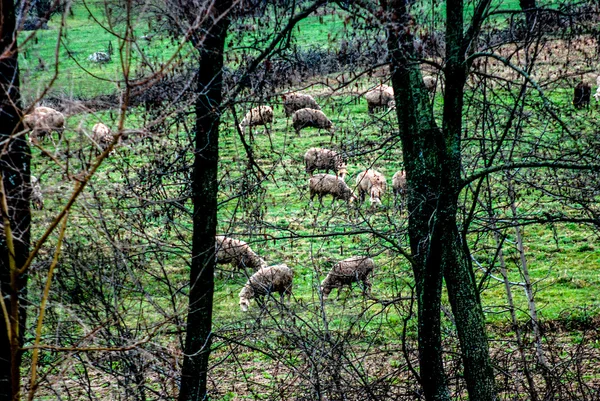 Koyun otlatma — Stok fotoğraf