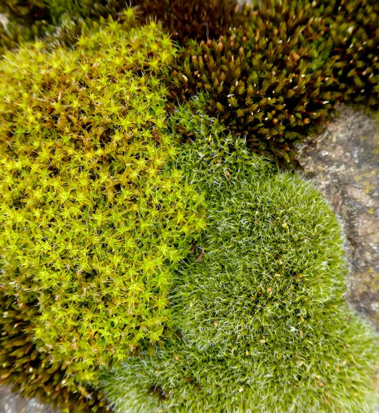 Moss, makro — Stockfoto