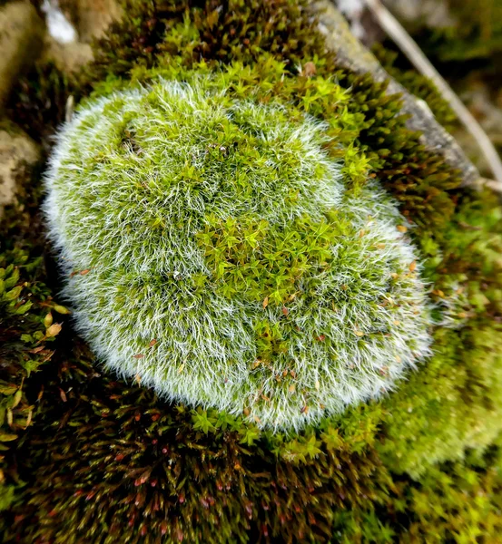 Moss, makro — Stockfoto