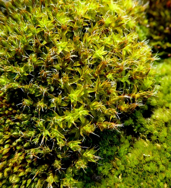 Moss, Macro — стоковое фото
