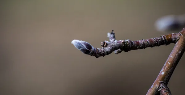 Apple bourgeon — Stock fotografie