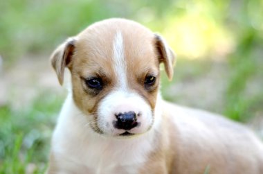 Cute amstaff puppy