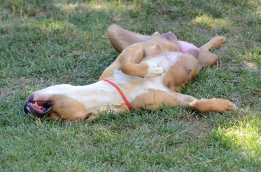 Bir sırt üstü uyuyan Amstaff köpek