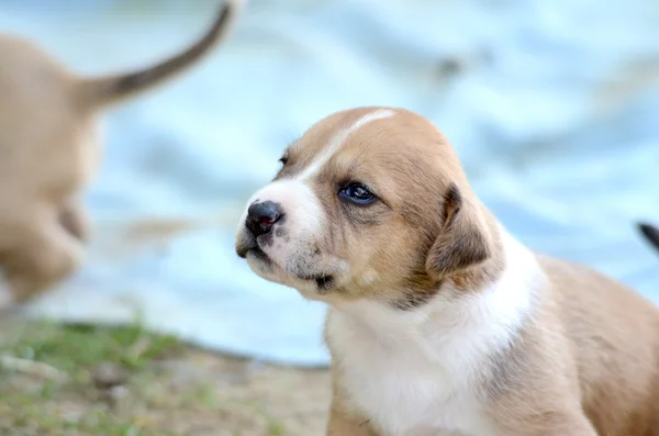 Cute amstaff puppy — 스톡 사진