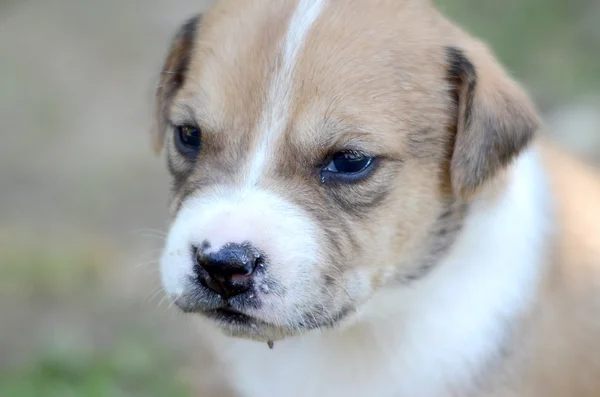 Cute amstaff puppy — Stok fotoğraf