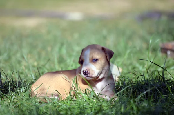 Симпатичный щенок Амстафа — стоковое фото