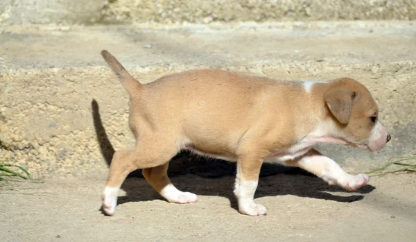 Niedlicher Amstaff-Welpe — Stockfoto