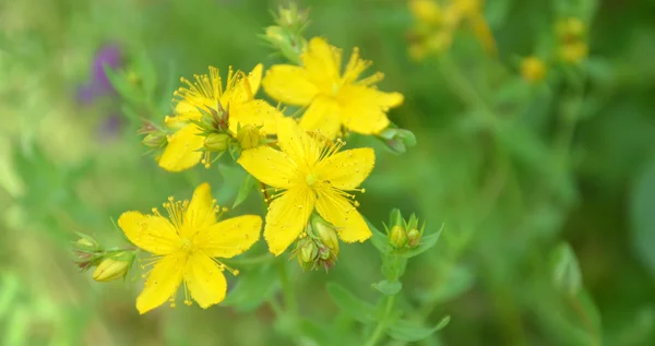 Желтые цветы с перфорацией гиперикума. St. John 's worth — стоковое фото