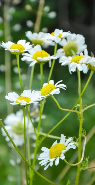 Chamomiles in the nature — Stock Photo, Image