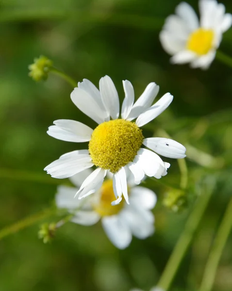 Camomilles dans la nature — Photo