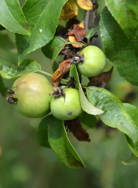 Unripe organic apples — Stock Photo, Image