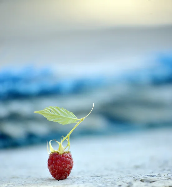 익은 산딸기, 순수 유기 — 스톡 사진