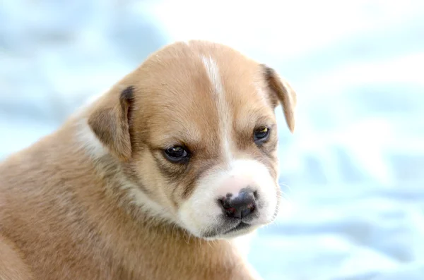 Niedlicher Amstaff-Welpe — Stockfoto