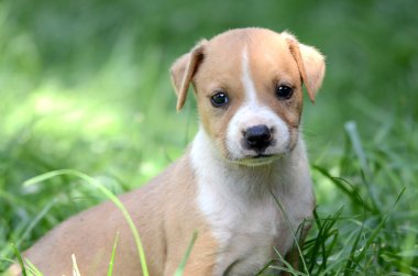 Cute amstaff puppy