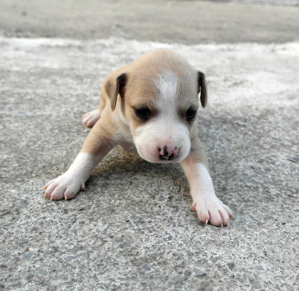 American Staffordshire cachorrinho bonito terrier — Fotografia de Stock