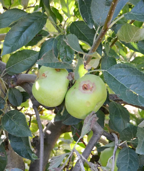 Jabłka, uszkodzone przez gradobicie — Zdjęcie stockowe