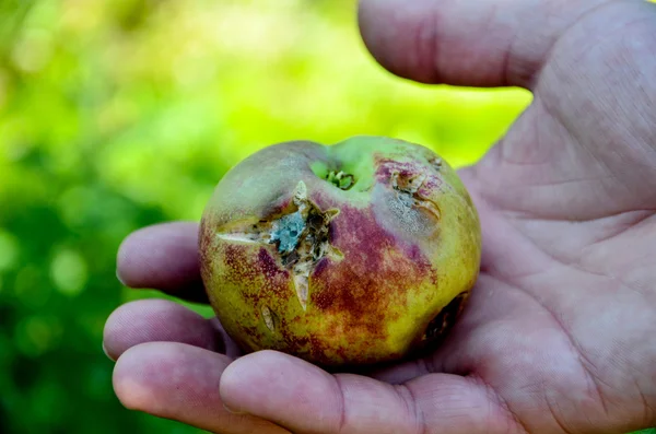 Manzanas dañadas por tormenta de granizo — Foto de Stock