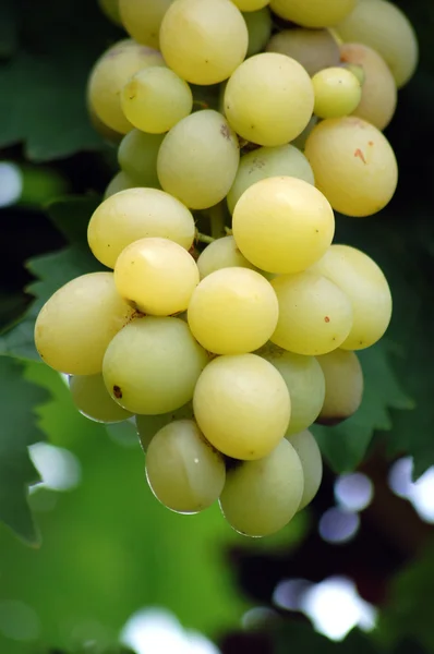 Uvas listas para cosechar —  Fotos de Stock