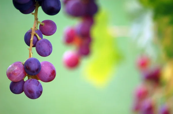 Druiven klaar om te worden geoogst — Stockfoto