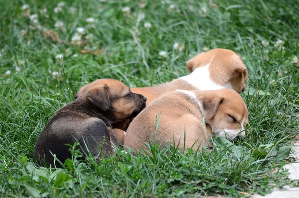 American Staffordshire Terrier dog puppies sleeping on a grass — Stock Photo, Image