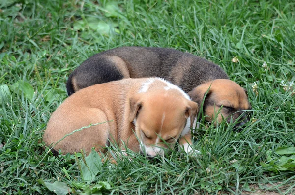 Amerikanska Staffordshire terrier hund — Stockfoto