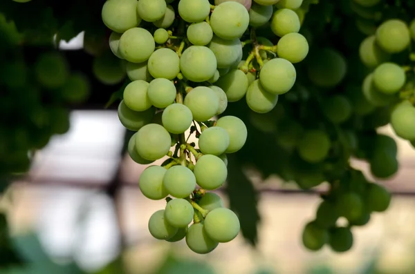 Groene onrijpe druiven — Stockfoto