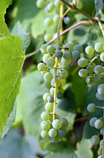 Groene onrijpe druiven — Stockfoto