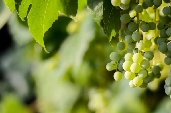 Uvas verdes inmaduras — Foto de Stock