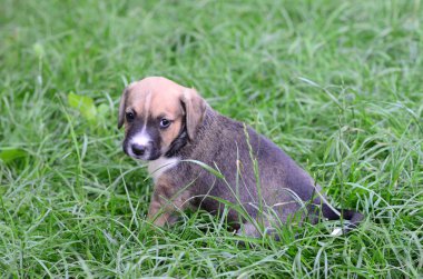 Amerikan personeli teriyer köpeği.