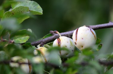 Organik erik meyve dal 