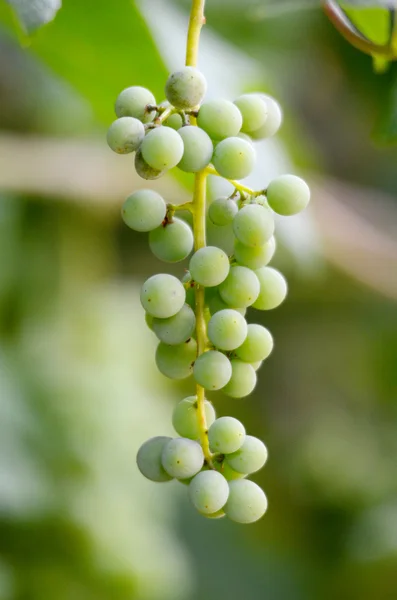 Zöld és éretlen szőlő — Stock Fotó