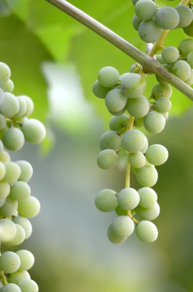 Uvas verdes inmaduras — Foto de Stock