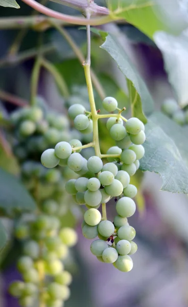 Zielone niedojrzałe winogrona — Zdjęcie stockowe