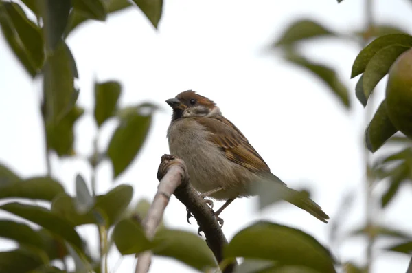 House sparrow bird — Stock Photo, Image