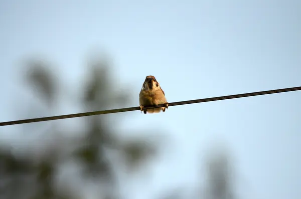 House sparrow bird — Stock Photo, Image