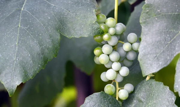 Zielone niedojrzałe winogrona — Zdjęcie stockowe