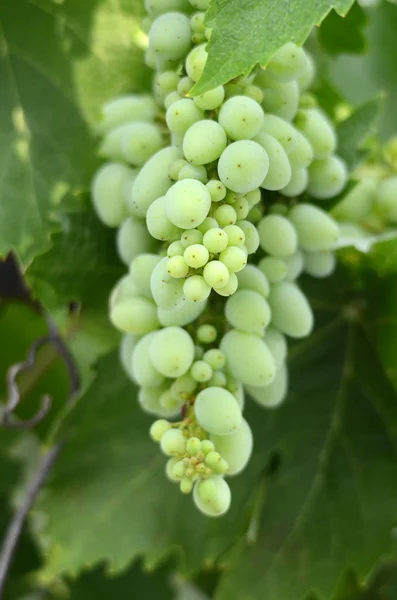 Uvas verdes não maduras — Fotografia de Stock