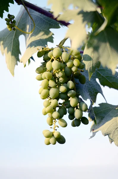 Green unripe grapes — Stock Photo, Image