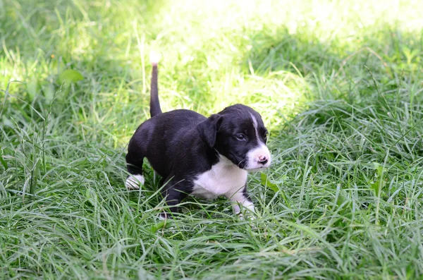 Amerikanischer Staffordshire Terrier Hund — Stockfoto