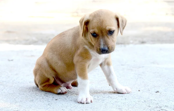 Chien de terrier américain staffordshire — Photo