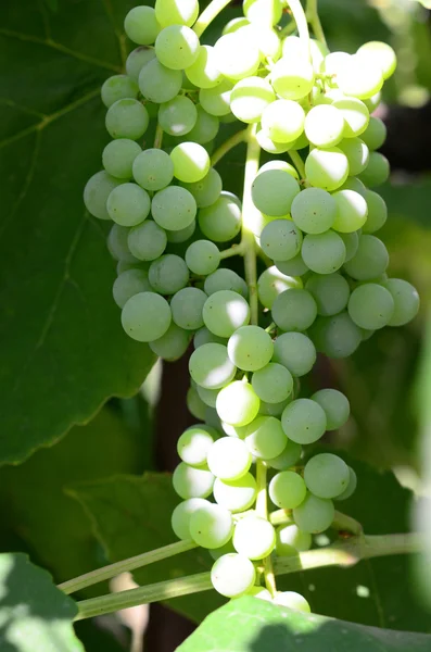 Uvas verdes não maduras — Fotografia de Stock