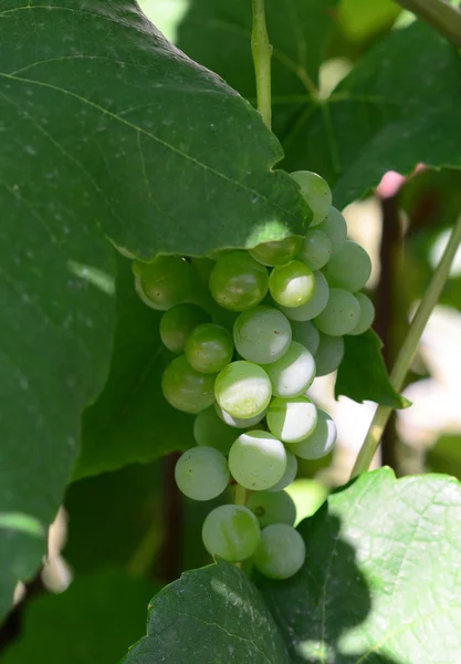 Uvas verdes inmaduras — Foto de Stock