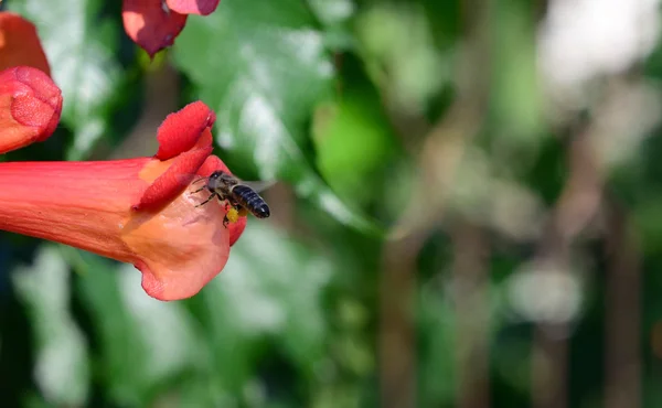 Ape volare a fiore — Foto Stock