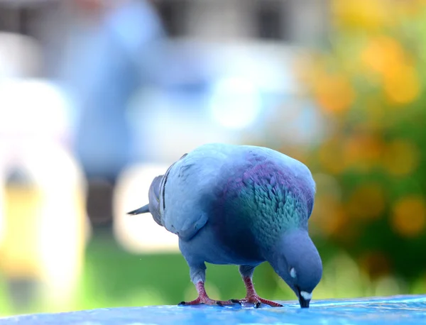 Pássaro pombo bebendo água.Fechar imagem — Fotografia de Stock